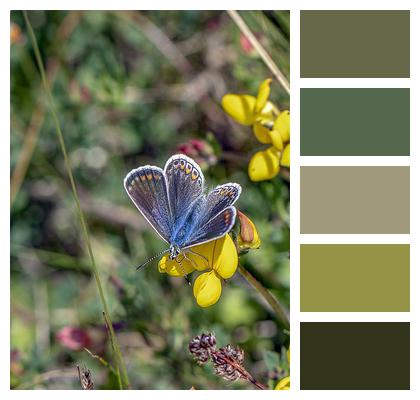 Insect Butterfly Common Blue Image